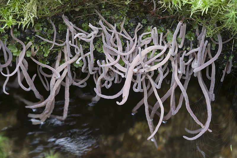 Alloclavaria purpurea